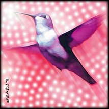 hummingbird - sewarkenti