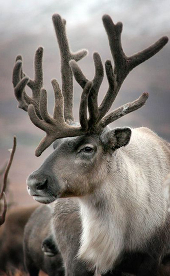 lapp reindeer